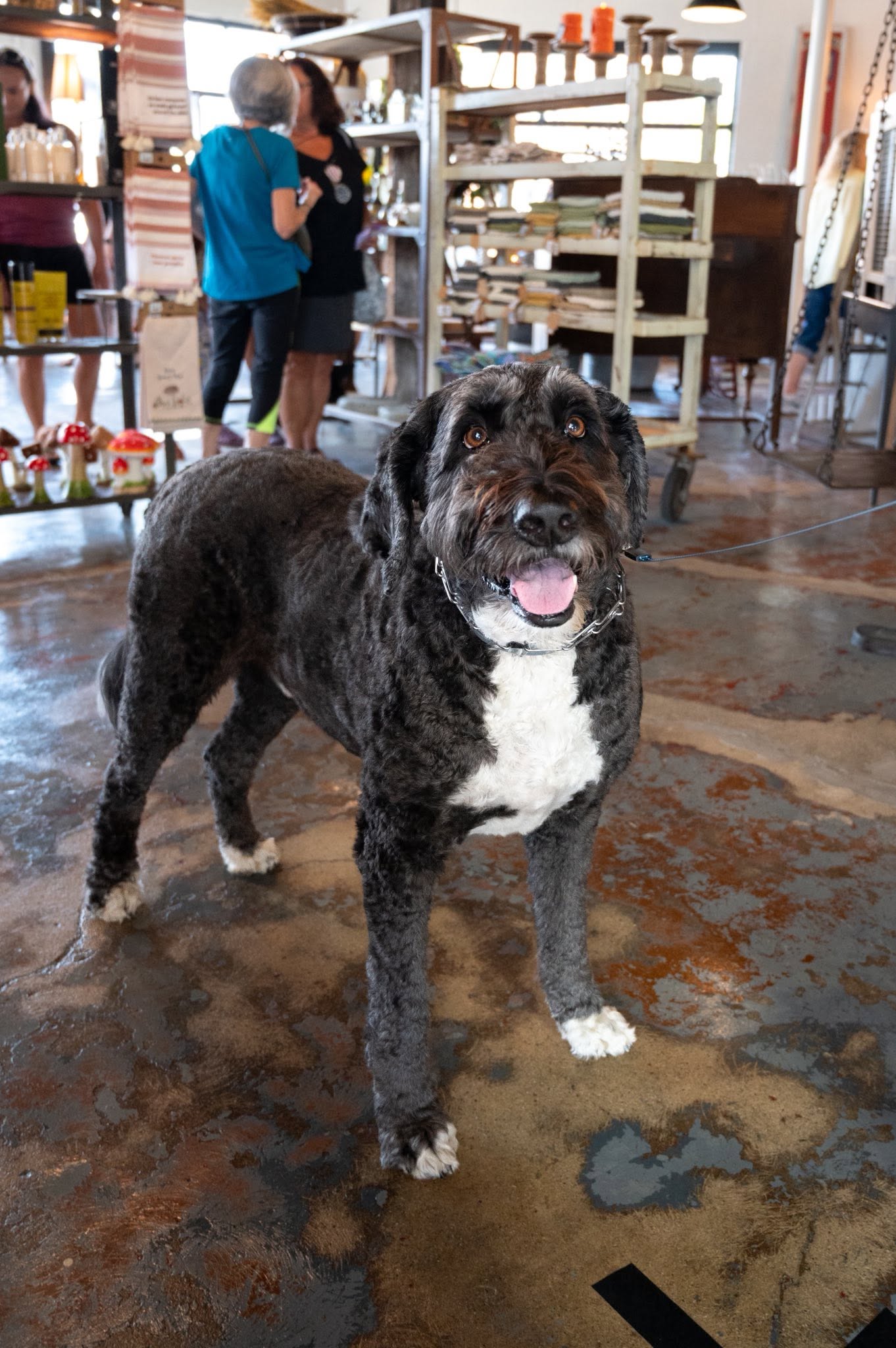 Four-legged visitors are welcome